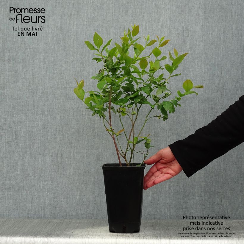 Exemplar von Amerikanische Blaubeere Ivanhoe - Vaccinium corymbosum Topf mit 1,5L/2L, Strauch wie im Frühjahr geliefert