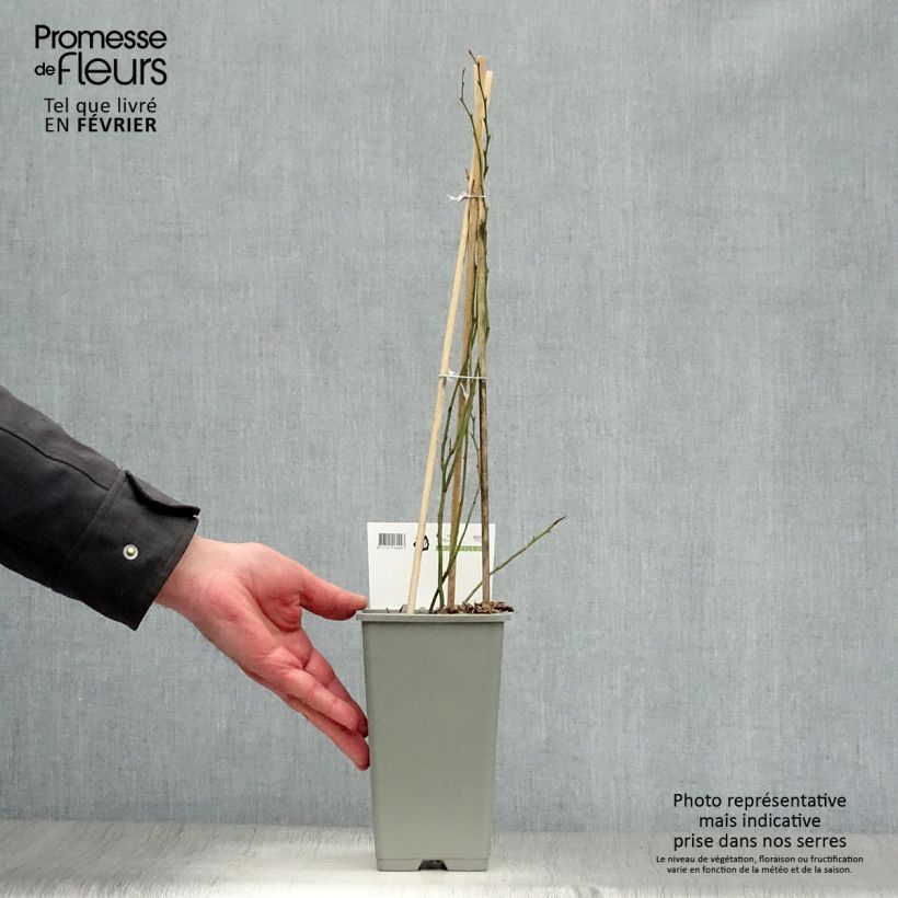 Exemplar von Amerikanische Blaubeere Blue Crop - Vaccinium corymbosum x myrtillus Topf mit 1,5L/2L, Strauch wie im Winter geliefert