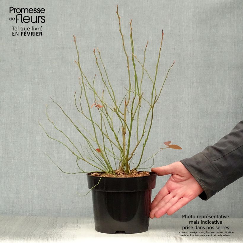 Exemplar von Amerikanische Blaubeere Blue Jay - Vaccinium corymbosum Topf mit 1,5L/2L, Strauch wie im Winter geliefert