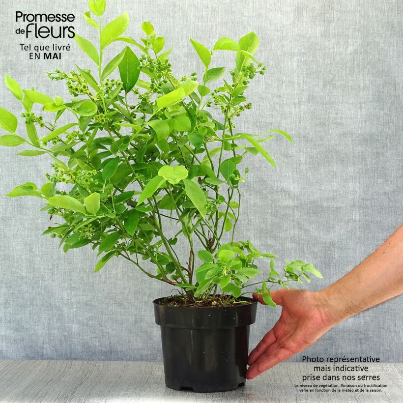 Exemplar von Amerikanische Blaubeere Blue Jay - Vaccinium corymbosum Topf mit 1,5L/2L, Strauch wie im Frühjahr geliefert