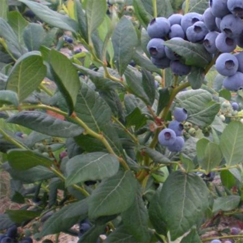 Amerikanische Blaubeere Blue Jay - Vaccinium corymbosum (Laub)