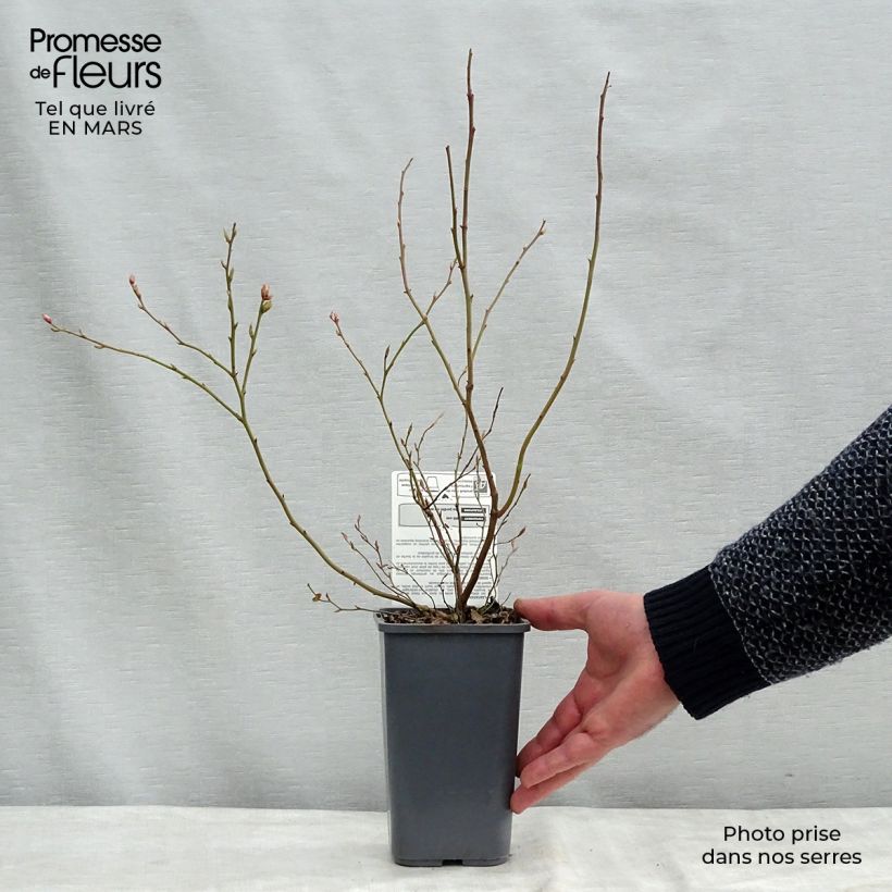 Exemplar von Amerikanische Blaubeere Brigitta Blue - Vaccinium corymbosum Topf mit 1,5L/2L, Strauch wie im Winter geliefert