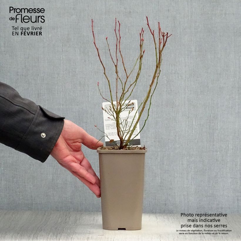 Exemplar von Amerikanische Blaubeere Emil - Vaccinium corymbosum Topf mit 1,5L/2L, Strauch wie im Winter geliefert