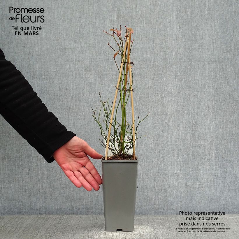 Exemplar von Amerikanische Blaubeere Goldtraube - Vaccinium corymbosum Topf mit 1,5L/2L, Strauch wie im Winter geliefert