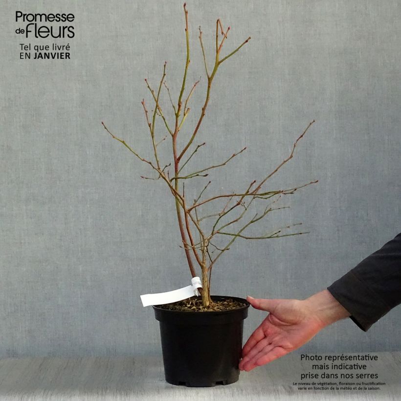 Exemplar von Amerikanische Blaubeere Jersey - Vaccinium corymbosum Topf mit 4L/5L wie im Winter geliefert