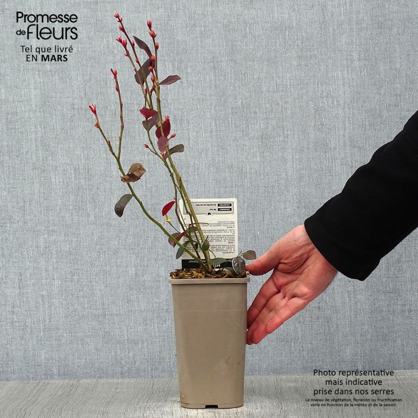 Exemplar von Amerikanische Blaubeere Patriot - Vaccinium corymbosum x myrtillus Topf mit 1,5L/2L, Strauch wie im Winter geliefert