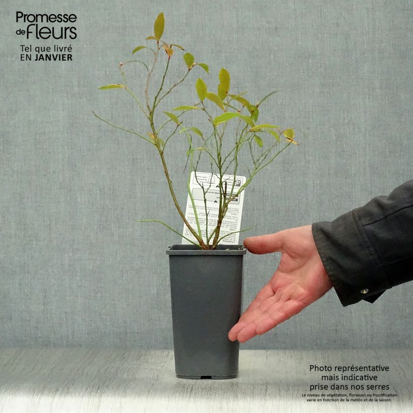 Exemplar von Heidelbeere Pink Lemonade Bio - Vaccinium Topf mit 1,5L/2L, Strauch wie im Winter geliefert