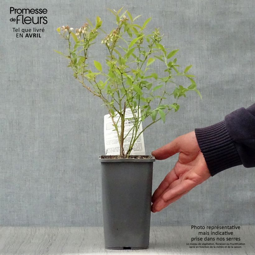 Exemplar von Heidelbeere Pink Lemonade Bio - Vaccinium Topf mit 1,5L/2L, Strauch wie im Frühjahr geliefert