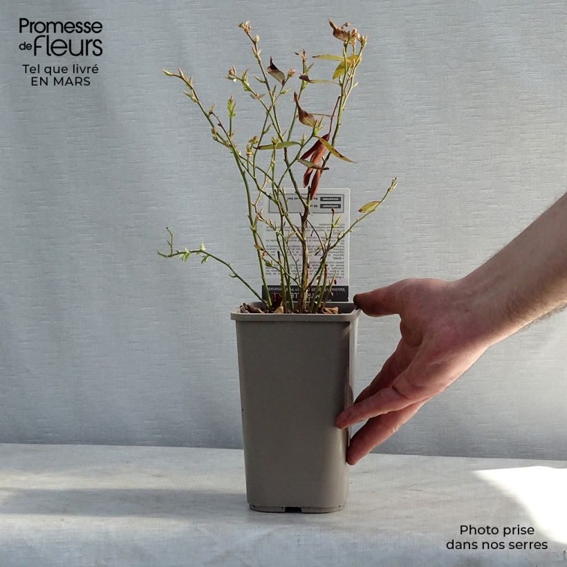 Exemplar von Heidelbeere Pink Lemonade - Vaccinium Topf mit 1L/1,5L, Strauch wie im Winter geliefert