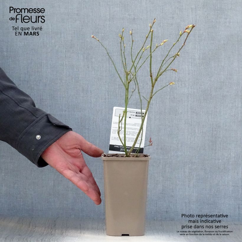 Exemplar von Amerikanische Blaubeere Reka - Vaccinium corymbosum Topf mit 1,5L/2L, Strauch wie im Frühjahr geliefert