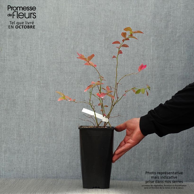 Exemplar von Amerikanische Blaubeere Yello!Berryblue 'Andval1601' - Vaccinium corymbosum Topf mit 2L/3L wie im Herbst geliefert