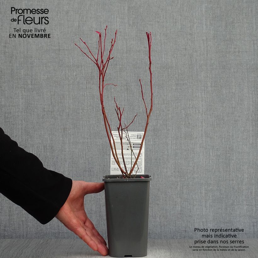 Exemplar von Amerikanische Blaubeere Patriot Bio - Vaccinium corymbosum x myrtillus Topf mit 1,5L/2L, Strauch wie im Herbst geliefert
