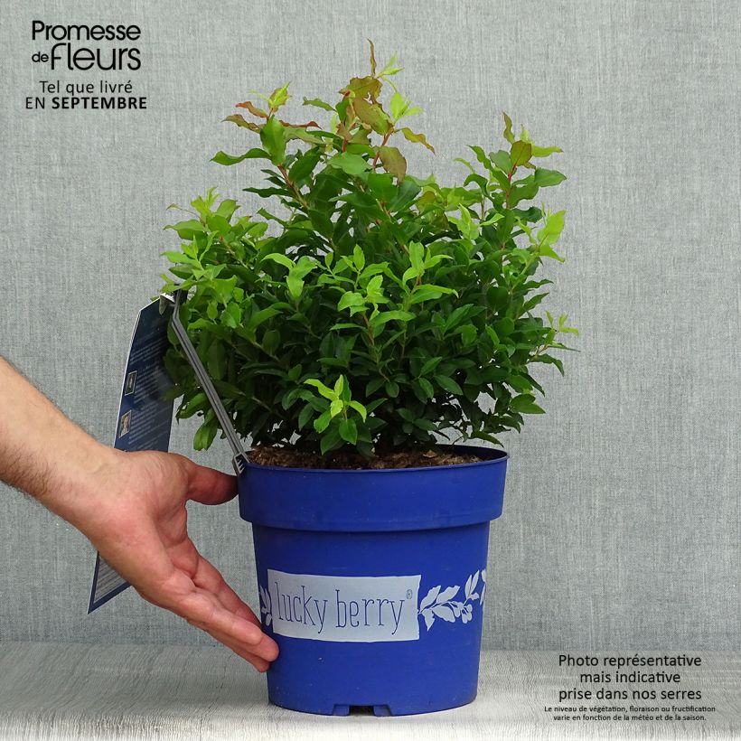Exemplar von Amerikanische Blaubeere Lucky Berry - Vaccinium corymbosum Topf mit 4L/5L, Strauch/Busch, mehrstämmig wie im Herbst geliefert