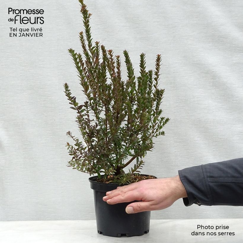 Exemplar von Myrtus communis subsp.tarentina Topf mit 2L/3L wie im Winter geliefert