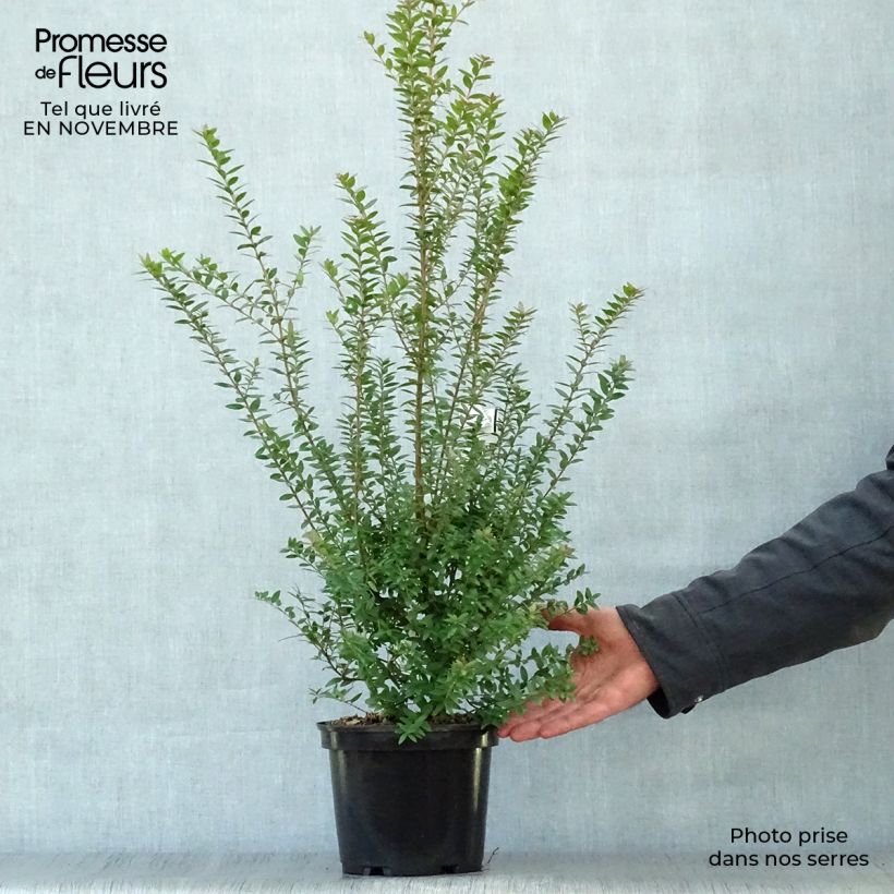 Exemplar von Myrtus communis subsp.tarentina Topf mit 2L/3L wie im Herbst geliefert