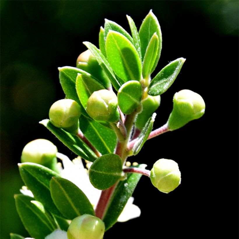 Myrtus communis subsp.tarentina (Laub)