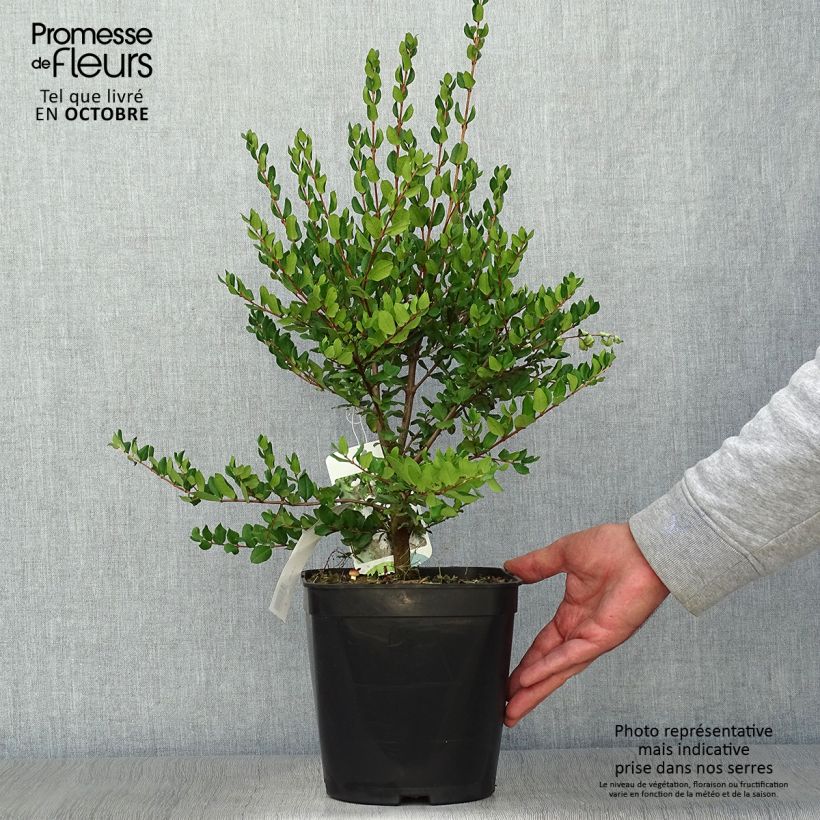 Exemplar von Myrtus luma Topf mit 3L/4L wie im Herbst geliefert