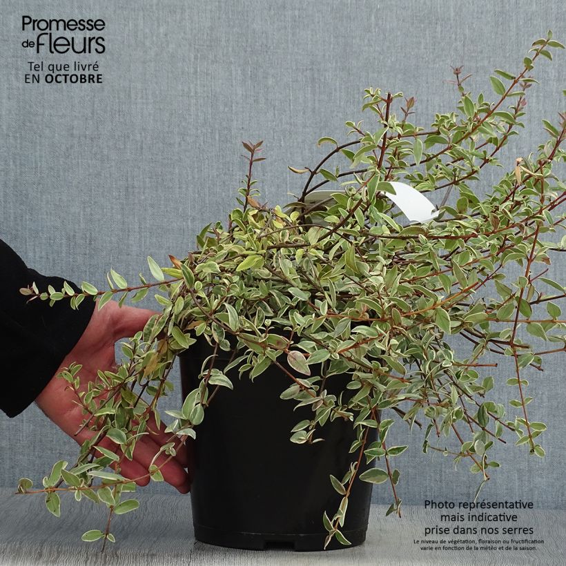 Exemplar von Myrtus ugni Flambeau - Chilenische Guave Topf mit 3L/4L wie im Herbst geliefert