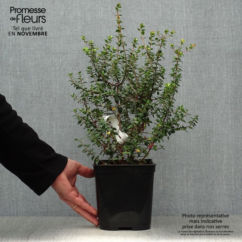 Exemplar von Myrtus ugni Butterball - Chilenische Guave Topf mit 2L/3L wie im Herbst geliefert