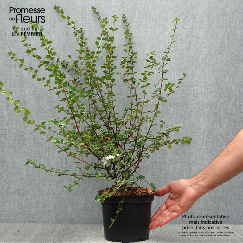 Exemplar von Myrtus ugni Elite - Chilenische Guave Topf mit 2L/3L wie im Herbst geliefert