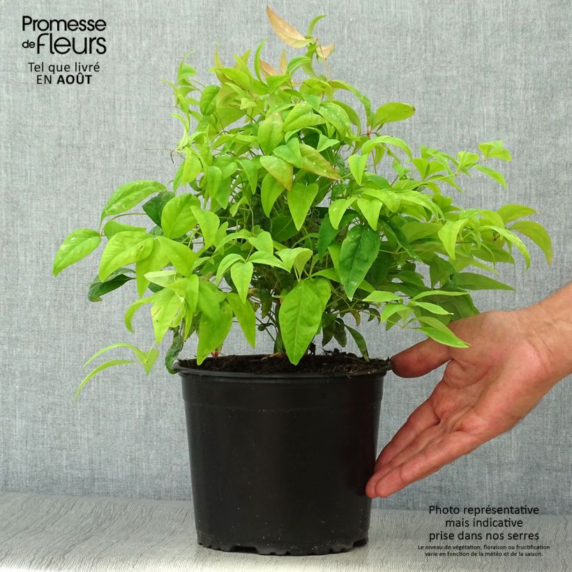 Exemplar von Nandina domestica Wood's Dwarf - Himmelsbambus Topf mit 2L/3L wie im Sommer geliefert