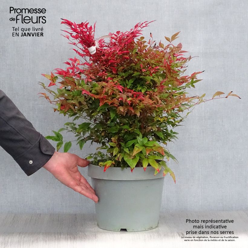 Exemplar von Nandina domestica Obsessed Seika - Himmelsbambus Topf mit 7,5L/10L wie im Winter geliefert
