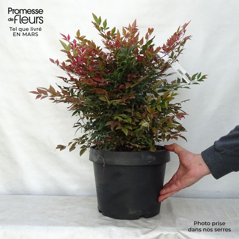 Exemplar von Nandina domestica Obsessed Seika - Himmelsbambus Topf mit 7,5L/10L wie im Frühjahr geliefert