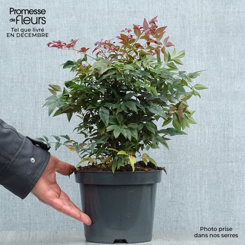 Exemplar von Nandina domestica Obsessed Seika - Himmelsbambus Topf mit 2L/3L wie im Winter geliefert