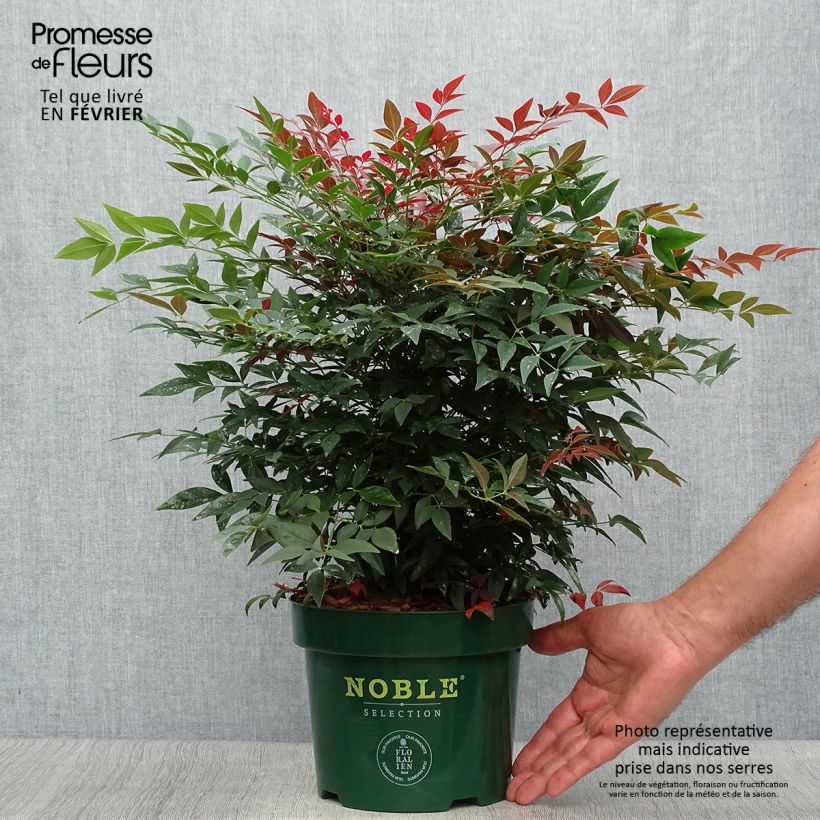 Exemplar von Nandina domestica Obsessed Seika - Himmelsbambus Topf mit 2L/3L wie im Herbst geliefert