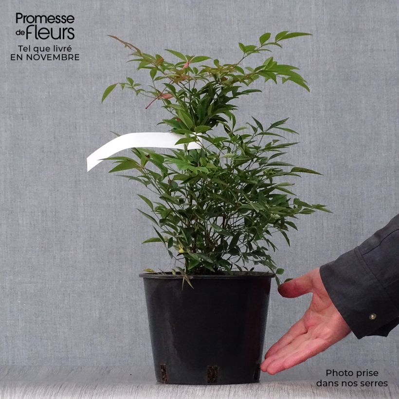 Exemplar von Himmelsbambus - Nandina domestica Topf mit 2L/3L wie im Herbst geliefert
