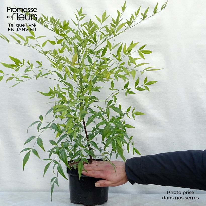 Exemplar von Nandina domestica Brightlight - Himmelsbambus Topf mit 3L/4L wie im Winter geliefert