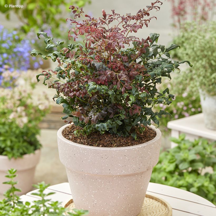 Nandina domestica Curly Obsessed - Himmelsbambus (Hafen)