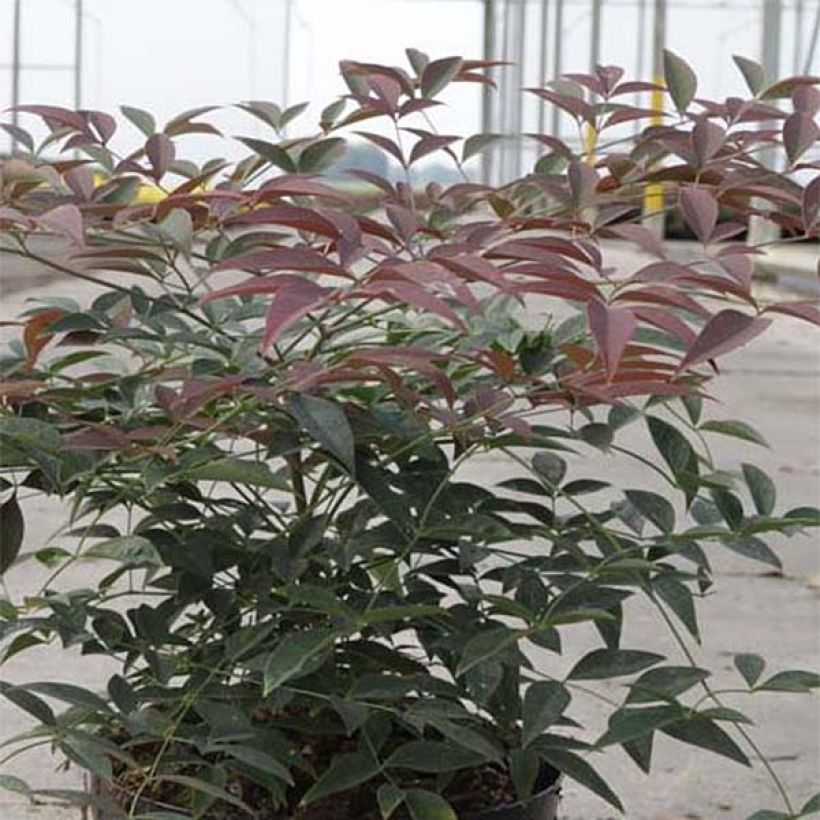 Nandina domestica FLIRT Murasaki - Himmelsbambus (Laub)