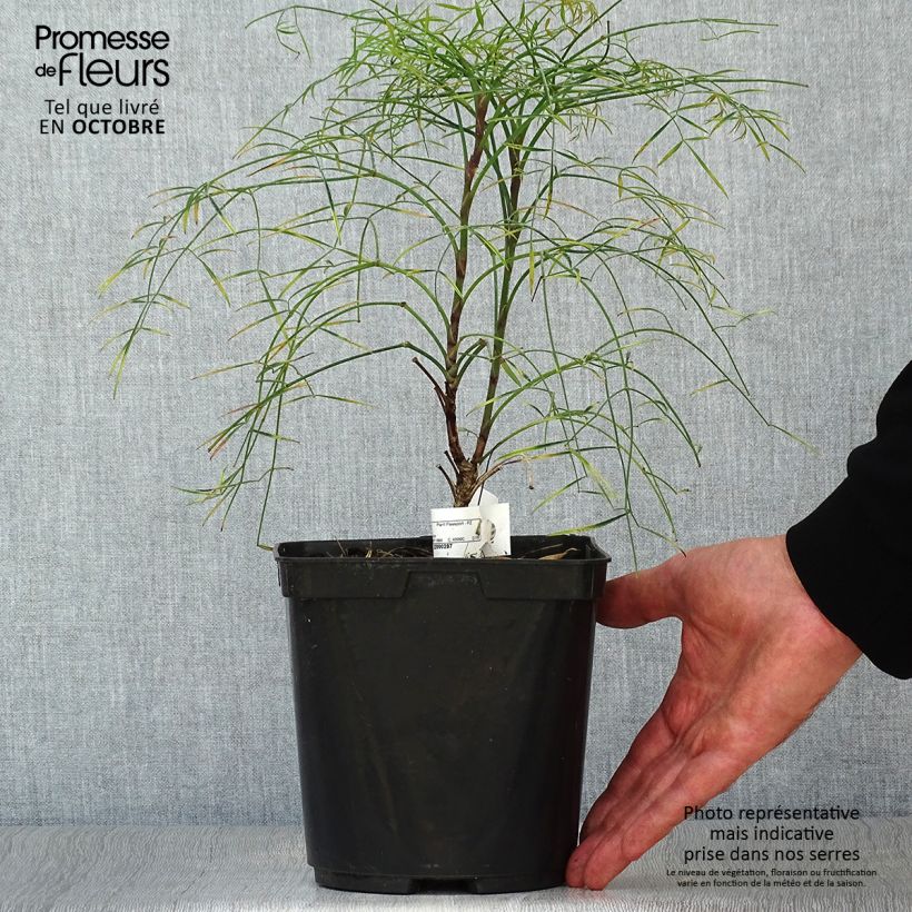 Exemplar von Nandina domestica Filamentosa - Himmelsbambus Topf mit 2L/3L wie im Herbst geliefert
