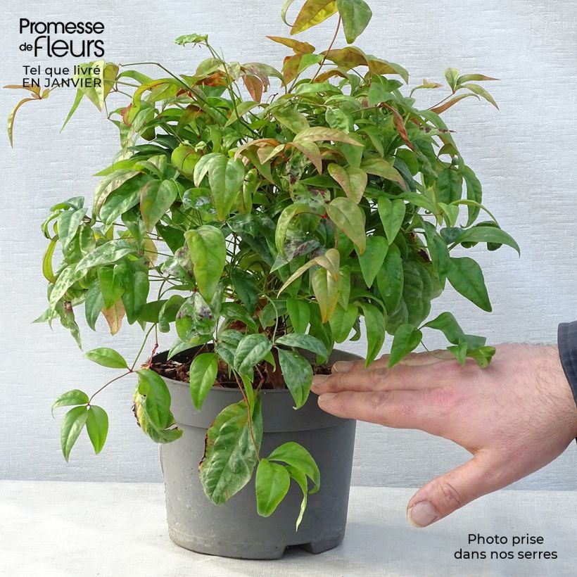 Exemplar von Nandina domestica Fire Power - Himmelsbambus Topf mit 2L/3L wie im Winter geliefert