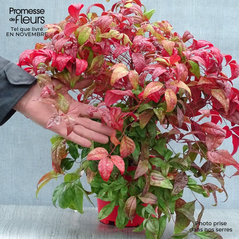 Exemplar von Nandina domestica Fire Power - Himmelsbambus Topf mit 2L/3L wie im Herbst geliefert