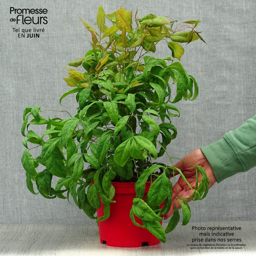 Exemplar von Nandina domestica Fire Power - Himmelsbambus Topf mit 2L/3L wie im Sommer geliefert