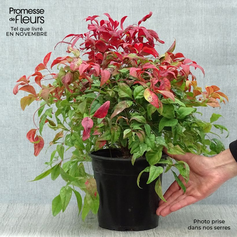 Exemplar von Nandina domestica Fire Power - Himmelsbambus Topf mit 4L/5L wie im Herbst geliefert