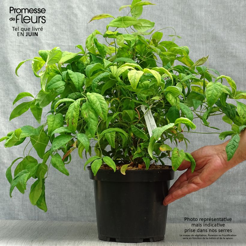 Exemplar von Nandina domestica Fire Power - Himmelsbambus Topf mit 4L/5L wie im Sommer geliefert
