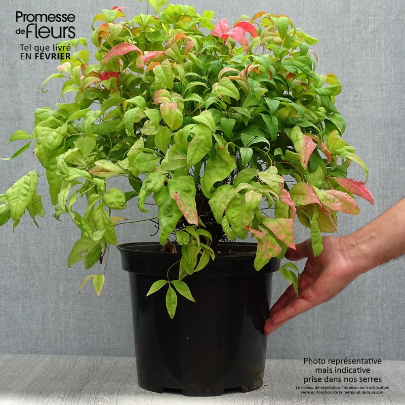 Exemplar von Nandina domestica Fire Power - Himmelsbambus Topf mit 7,5L/10L wie im Herbst geliefert