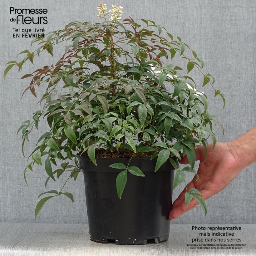 Exemplar von Nandina domestica FLIRT Murasaki - Himmelsbambus Topf mit 3L/4L wie im Herbst geliefert