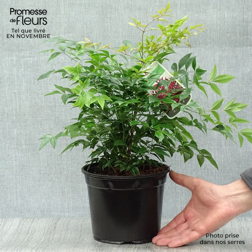 Exemplar von Nandina domestica Gulf Stream - Himmelsbambus Topf mit 2L/3L wie im Herbst geliefert