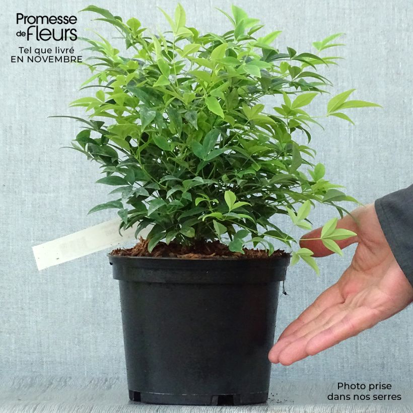 Exemplar von Nandina domestica Lemon and Lime - Himmelsbambus Topf mit 2L/3L wie im Herbst geliefert