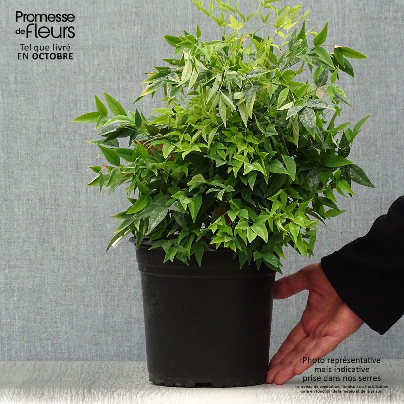 Exemplar von Nandina domestica Lemon and Lime - Himmelsbambus Topf mit 4L/5L wie im Herbst geliefert