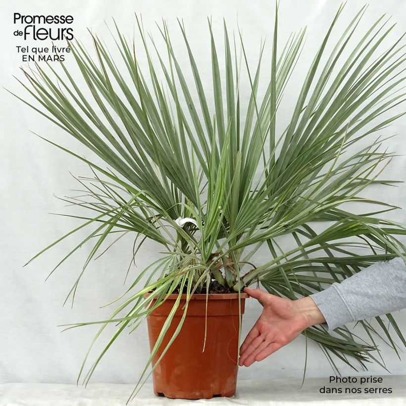 Exemplar von Nannorrhops ritchiana Silver - Mazari-Palme Topf mit 7,5L/10L wie im Frühjahr geliefert