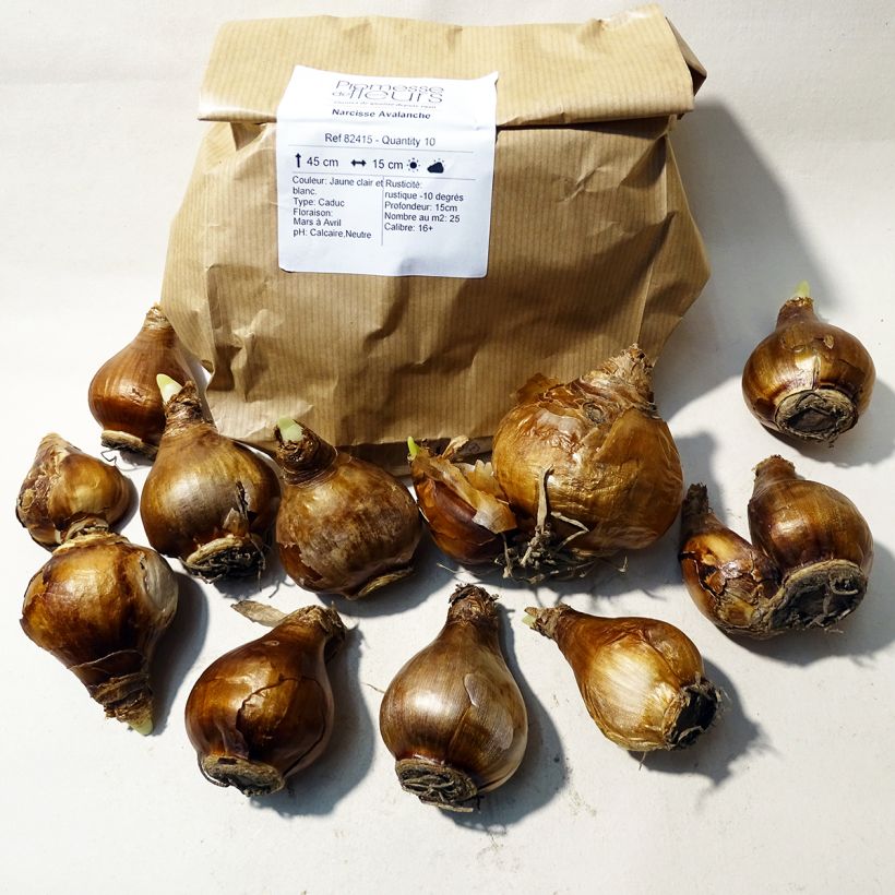 Beispiel eines Exemplars von Narcissus tazetta Avalanche Zwiebel Kaliber/Größe 14+ wie geliefert