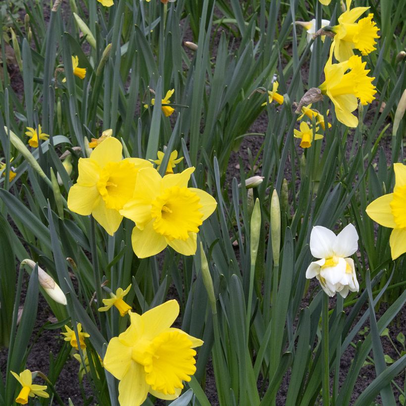 Narcissus Dutch Master (Hafen)