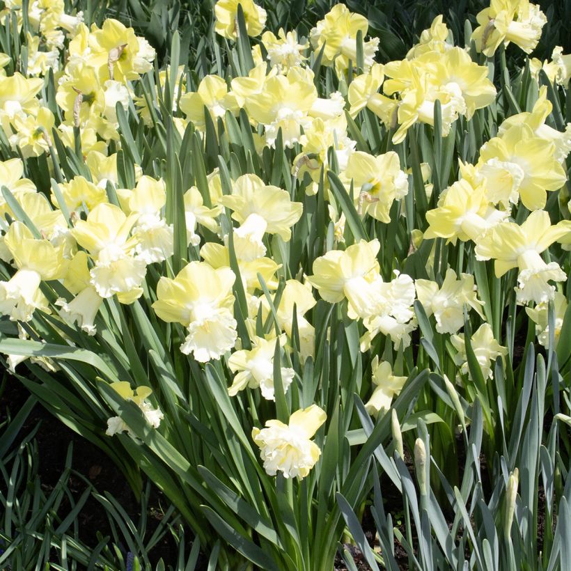 Narcissus Galactic Star (Hafen)