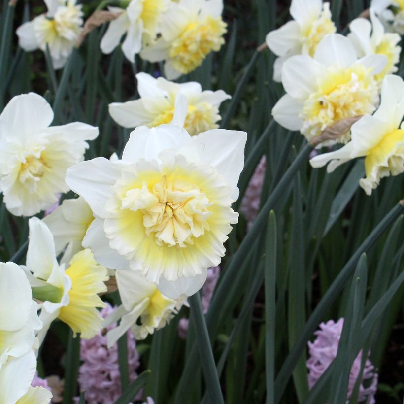 Narcissus Ice King (Blüte)