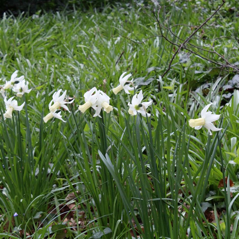 Narcissus Lemon Drops (Hafen)